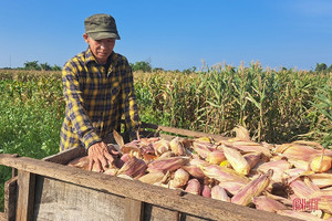 Nông dân Nghi Xuân "đội nắng” thu hoạch ngô xuân