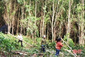 6 tháng, trồng rừng sản xuất chỉ đạt 15,8% kế hoạch