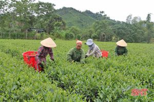 Người trồng chè Hương Sơn “bỏ túi” gần 51 tỷ đồng từ chè búp