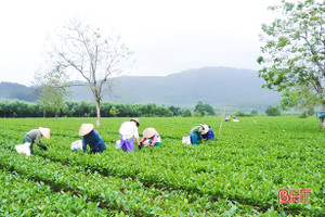 “Đón sóng” EVFTA, nông sản Hà Tĩnh tìm đường sang châu Âu