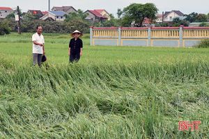 Mưa lớn, gió lốc, hàng nghìn hecta lúa xuân ở Hà Tĩnh bị đổ ngã