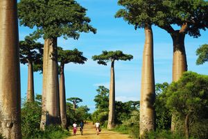 Đại lộ cây mọc ngược 3.000 năm tuổi tựa cảnh đẹp ở hành tinh khác