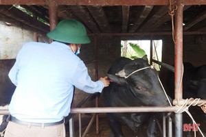 Lộc Hà gấp rút tiêm phòng dịch bảo vệ đàn gia súc, gia cầm