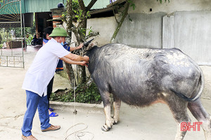 Đức Thọ đồng loạt tiêm vắc-xin viêm da nổi cục trên trâu, bò