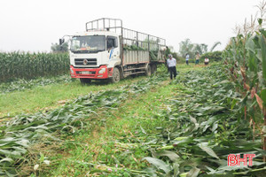 Liên kết doanh nghiệp trồng ngô, nông dân Phương Điền thu lợi