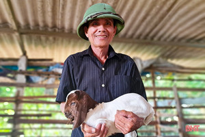 Lão nông ở Nghi Xuân chia sẻ bí quyết làm giàu từ nuôi dê Boer