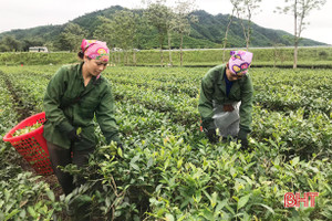 Hà Tĩnh thu hơn 110 tỷ đồng từ 2.461 ha chè thương phẩm