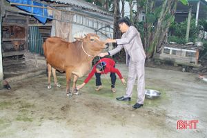 Vũ Quang dồn sức ngăn chặn “dịch chồng dịch” trên đàn gia súc
