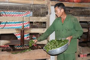 Nông dân Hương Sơn tích cực chăm hươu chờ hái “lộc”