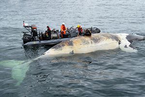 Cá voi cực kỳ nguy cấp chết nhiều bất thường ở vịnh Canada