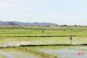 Nông dân Hà Tĩnh “đội nắng” khôi phục lúa hè thu hư hỏng sau mưa lớn