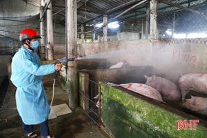 3 huyện ở Hà Tĩnh tái phát dịch tả lợn châu Phi