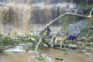Cây đổ đè chết 16 người đi tắm thác ở Ghana