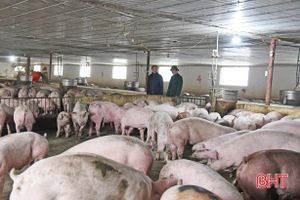 Phạt 160 triệu đồng cơ sở nuôi lợn không có giấy phép môi trường ở Lộc Hà