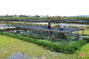 “Triệu phú” ốc bươu ở xã ngoài đê La Giang