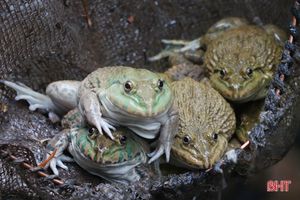 Triển vọng mới từ khởi nghiệp nuôi ếch Thái Lan ở Thạch Hà
