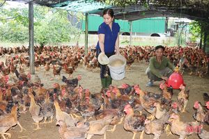 Giá gà thương phẩm ở Hà Tĩnh tăng cao, nhiều hộ tái đàn “đon” thị trường tết