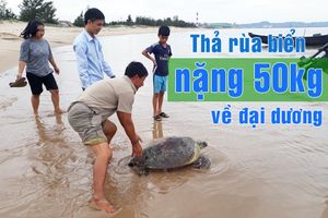 Ngư dân thả rùa biển gần 50kg về lại đại dương
