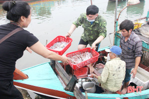 Mực tươi đầu mùa đắt đỏ, ngư dân Hà Tĩnh phấn khởi ra khơi