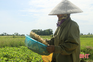 Trồng hành tăm, nông dân Nghi Xuân thu gấp 7 lần trồng lúa