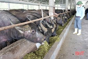 Anh nông dân ở Hà Tĩnh đầu tư hơn 12 tỷ đồng nuôi 250 con trâu