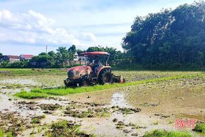 Lộc Hà “hồi sinh” 20 ha đất sản xuất lúa bỏ hoang nhiều năm trong vụ hè thu