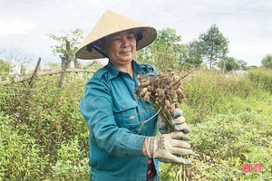 Năng suất lạc xuân tại Hà Tĩnh giảm mạnh, thương lái thu mua cầm chừng