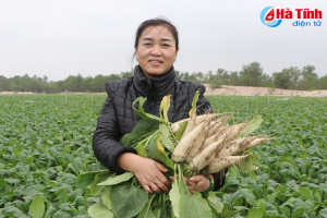 Nông dân bãi ngang Hà Tĩnh bội thu sản phẩm vụ đông