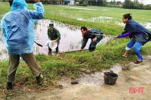 Người dân Lộc Hà ra quân diệt hơn 45 ngàn con chuột, bảo vệ mùa màng