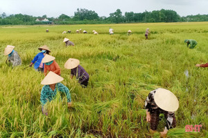 Hà Tĩnh thu hoạch gần 90% diện tích lúa hè thu, tiếp tục “chạy” bão các diện tích còn lại