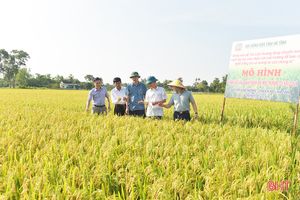 Hà Tĩnh triển khai mô hình trồng lúa thân thiện với môi trường