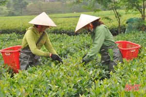 Hành trình chè Tây Sơn đến với thương hiệu sản phẩm công nghiệp nông thôn tiêu biểu