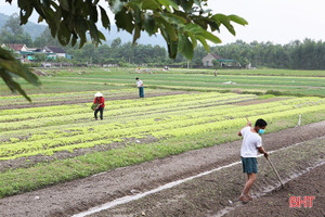 Nông dân Hà Tĩnh làm đất, trồng rau vụ tết