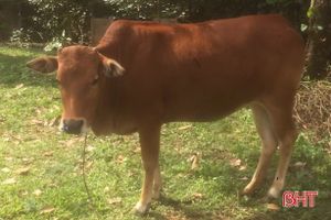 "Kỳ án" đưa bò đi giám định... ADN ở huyện miền núi Hà Tĩnh