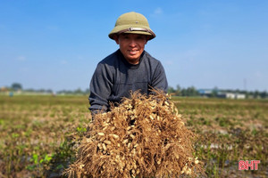 Nông dân Nghi Xuân “vượt rét” thu hoạch lạc thu đông