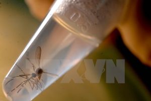 Mỹ phân bổ khoản ngân sách 1,1 tỷ USD cho phòng chống virus Zika