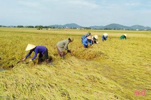 Nông dân Hà Tĩnh sau mưa lũ: Một ngày nắng bằng vạn ngày mưa