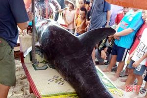 Cá voi dài hơn 2m, nặng 150kg trôi dạt vào bờ biển Hà Tĩnh