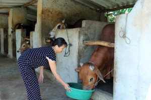 Lộc Hà quyết "nâng chất” đàn bò, nâng cao giá trị sản xuất