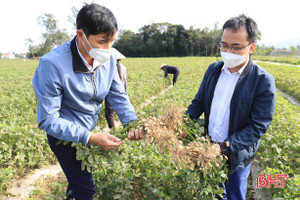 Lạc thu đông chất lượng tốt, Nghi Xuân để dành hơn 48 tấn giống vụ xuân tới