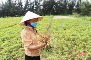 Thu hoạch lạc sớm, nông dân Thạch Văn phấn khởi vì được giá