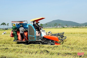 Can Lộc cơ bản hoàn thành thu hoạch lúa xuân