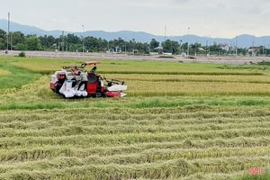 Nông dân Hà Tĩnh phấn khởi thu hoạch lúa hè thu, thương lái mua tận ruộng