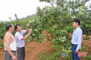 Xã vùng thượng Kỳ Anh phát triển kinh tế vườn gắn với sản phẩm chủ lực