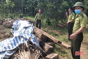 Phát hiện thêm hơn 2m3 gỗ lậu trong nhà dân ở Hương Khê