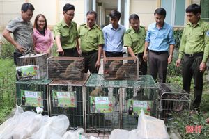Vườn Quốc gia Vũ Quang tái thả 30 cá thể động vật hoang dã