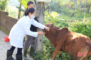 Nghi Xuân đặt mục tiêu hoàn thành tiêm phòng cho vật nuôi trước 30/5