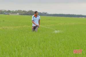 59.000 ha lúa xuân Hà Tĩnh “thở phào” trước bệnh đạo ôn lá