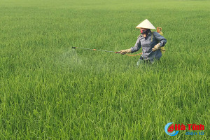 Đạo ôn "tấn công" hơn 400 ha lúa Xuân ở Đức Thọ