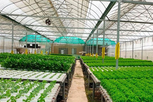 FAO khởi động Năm Quốc tế về rau và trái cây 2021